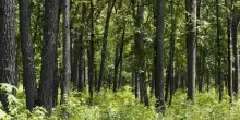 Famiglia nel bosco, al via calendario serrato incontri. La sfida del tempo