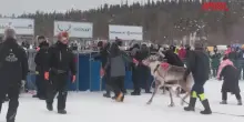 Finlandia, la spettacolare corsa delle renne nella gelida Lapponia