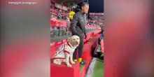 Il Girona ha un labrador come mascotte: ecco Canya, la cagnolina pi&ugrave; virale del web