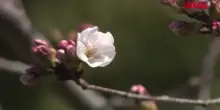 Giappone, ecco la prima fioritura dei ciliegi