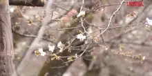 Giappone, i fiori di ciliegio annunciano linizio della primavera