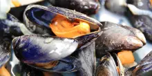 Epatite A, i controlli sulla filiera e l&rsquo;allarme sui molluschi crudi