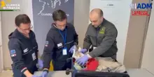 Palermo, sequestrati in aeroporto 13 esemplari di corallo protetto