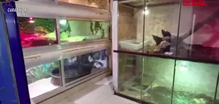 Bari: anaconde, pitoni e boa nascosti dietro una finta parete