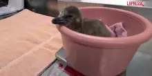 Usa, la nascita di due pulcini di pinguino allo zoo dellOregon