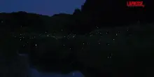 Le lucciole illuminano la contea cinese di Qingshen: lo spettacolo &egrave; ipnotico