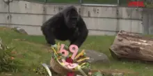 Germania, Fatou compie 69 anni: &egrave; il gorilla pi&ugrave; anziano in cattivit&agrave;