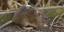 Uomini e topi: dai ratti alle arvicole, identikit e rischi per la salute in citt&agrave;