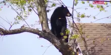 New York, la polizia salva un orso bloccato su un albero: le immagini