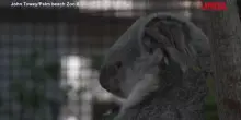 Florida, lo zoo di Palm Beach d&agrave; il benvenuto a un cucciolo di koala