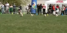 Praga, la gara di velocit&agrave; tra 150 corgi: "battuto" il record di Bolt