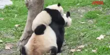 Cina, mamma panda Su Jin gioca teneramente con il suo cucciolo
