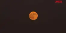 Uneclissi lunare totale oscura la notte in Medio Oriente