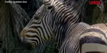 Animali, allo zoo di New Orleans le rarissime zebre di montagna Hartmann: ne restano solo 80 nel mondo