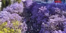 Cina, jacaranda in fiore a Xichang: la citt&agrave; si trasforma in un mare fiabesco blu-viola