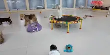 Cina, a Chengdu tutti vanno pazzi per lasilo per cani: dallo scuolabus alle merende personalizzate