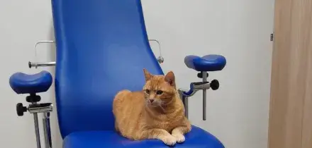 Gatto in ospedale, al Meyer la scommessa sul &lsquo;teorema di Pitagora&rsquo;
