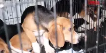 Usa, 1.500 beagle liberati da una struttura di ricerca nel Wisconsin