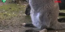 Roma, al Bioparco &egrave; nato un canguro di Bennett: il cucciolo si affaccia dal marsupio