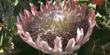 Citt&agrave; del Capo, viaggio nel Parco di Table Mountain, dove i fiori estinti tornano a vivere