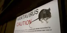 Hantavirus sulla nave da crociera, cosa sappiamo e 2 ipotesi in campo