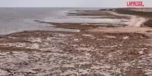 Australia, a Port Lincoln la fioritura delle alghe causa la morte di oltre 5.000 tonni