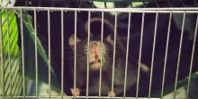 Hantavirus e altre insidie, tutte le malattie portate dai topi