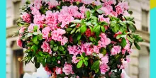Azalea della Ricerca in 4.000 piazze contro i tumori delle donne