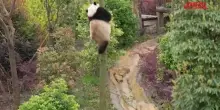 Cina, cuccioli di panda acrobati: arrampicate e acrobazie sui rami