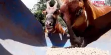 Kenya, bongo di montagna a rischio estinzione: in natura ce ne sono meno di 100