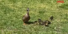Milano, mamma anatra e nove paperotti nel laghetto della mensa dellUniversit&agrave; statale