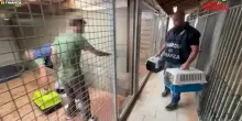 Varese, scoperto allevamento abusivo di cani: le immagini dei cuccioli nella gabbia