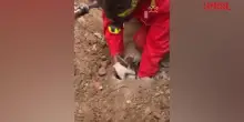 Brescia, capretta intrappolata in tubo fognario: il salvataggio a lieto fine dei vigili del fuoco