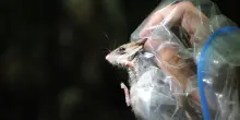 Hantavirus: l&rsquo;epidemiologo tra mutazioni ed effetto &lsquo;Pierino e il lupo&rsquo;