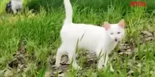 Cina, rifugio nel verde per gatti randagi urbani: ecco la Cat Island