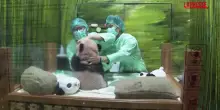 Indonesia, nasce il primo panda gigante: Rio debutta davanti al pubblico