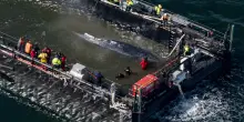 La balena Timmy trovata morta in Danimarca
