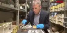 Pompei, identificato grazie ai raggi x un medico morto nelleruzione del 79 d.C.