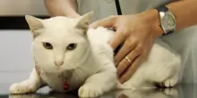 Influenza aviaria dal gatto all&rsquo;uomo, il legame con il latte crudo