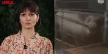 Allevamenti intensivi, Chiara Pavan: "Vietiamo per sempre le gabbie"