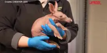 Regno Unito, il nuovo piccolo protagonista dello zoo di Chester &egrave; un raro cucciolo di oritteropo