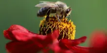 Senza le api a rischio il 75% delle coltivazioni