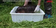 Berlino, cucciolo di ippopotamo pigmeo si gode il suo primo bagnetto