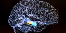 Menopausa e problemi di memoria, che succede nel cervello&nbsp;delle donne
