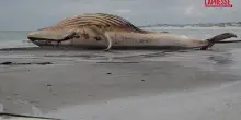 Danimarca, ritrovata su una spiaggia la carcassa della balena Timmy