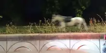 Roma, cavalli &lsquo;in fuga&rsquo; sulla Colombo nella notte: paura e tre persone lievemente ferite