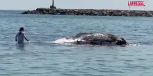 Barcellona, carcassa di balena in riva: le immagini dalla spiaggia di Castelldefels