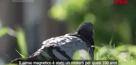 Come si orientano i piccioni viaggiatori: hanno un "sesto senso" nel fegato