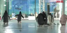 Cina, un parco termale con i pinguini: la pazza idea di un resort di Harbin