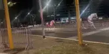 Cavalli in fuga a Roma, polizia: &ldquo;Arrivate le prime richieste di risarcimento&rdquo;